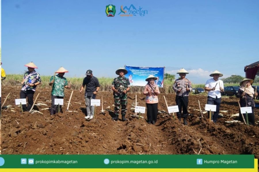 Program Bongkar Ratoon Tebu Diharapkan Tingkatkan Pendapatan Petani Magetan