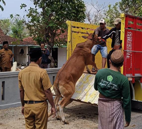 Rayon IKSASS Sapudi Kirim 12 Ekor Sapi Dukung Acara Haul Almarhumin Pondok Pesantren Salafi'iyah