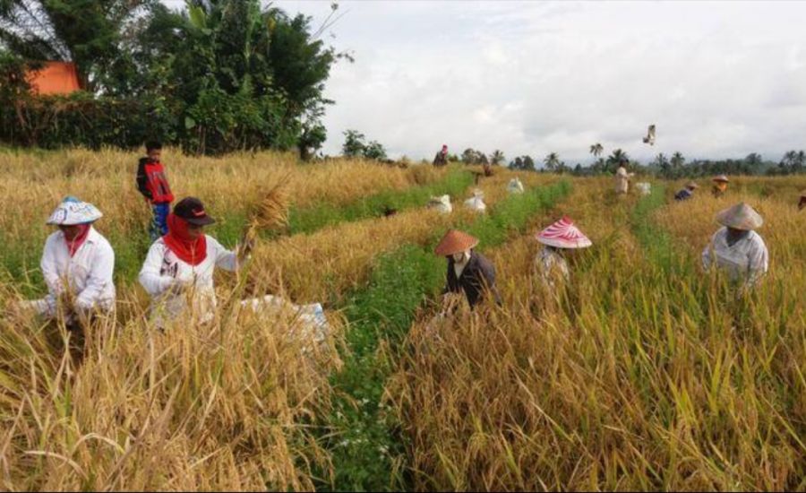 Sebagai Kabupaten Lumbung Pangan Nasional, Pemkab Bojonegoro Terus Tingkatan Produksi Padi