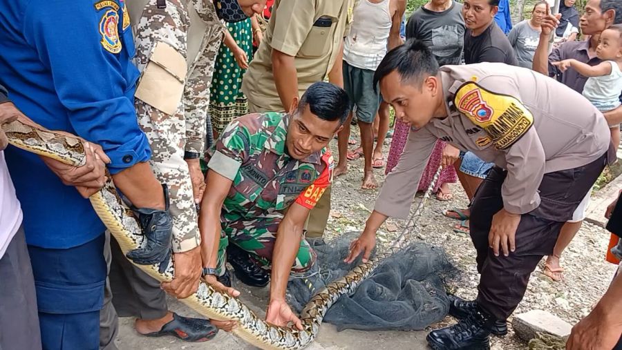 Seekor Ular Sanca Kembang Sepanjang 3,5 Meter Diamankan Warga Desa Karangdinoyo