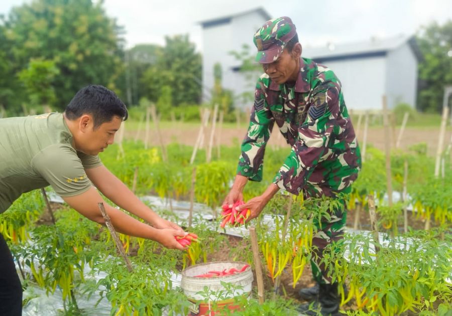 Sukses, Kodim 0813 Bojonegoro Panen Perdana Cabai Merah Besar