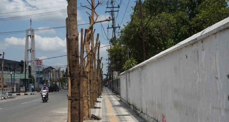 Tanam Tabebuya dan Pule, Jalan Pangsud Bojonegoto Semakin Apik