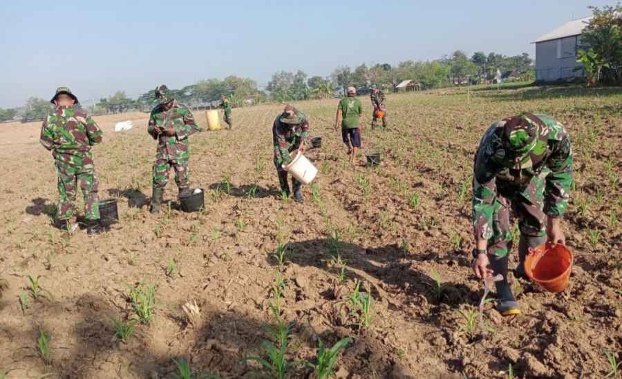 Tingkatkan Hasil Panen Dalam Ketahanan Pangan, Kodim 0812 Lamongan Lakukan Perawatan Tanaman Jagung