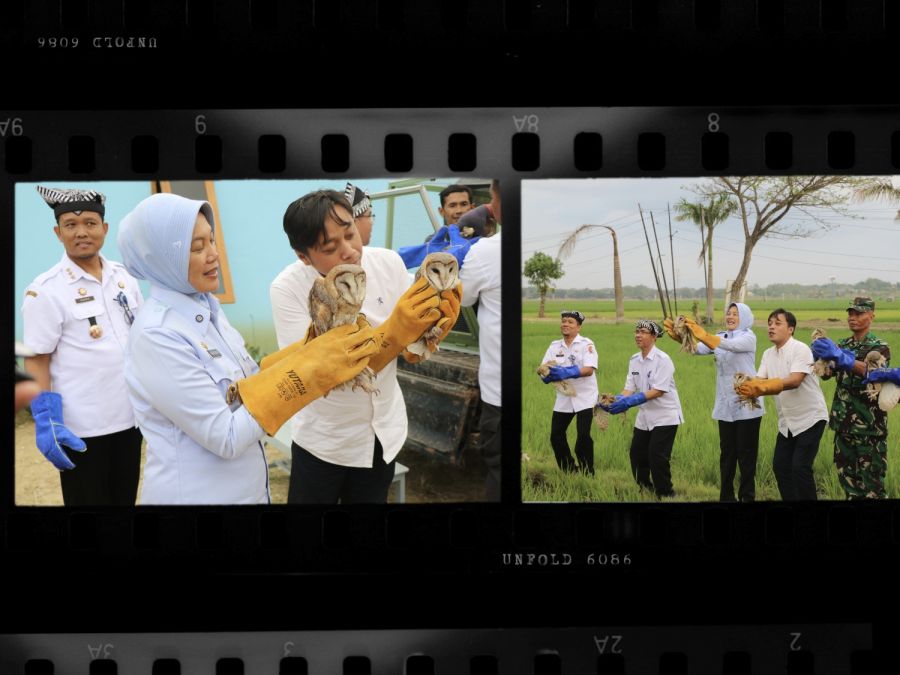 Wakil Bupati Bojonegoro Lepaskan 25 Ekor Burung Hantu sebagai Pengendali Hama Tikus Ramah Lingkungan