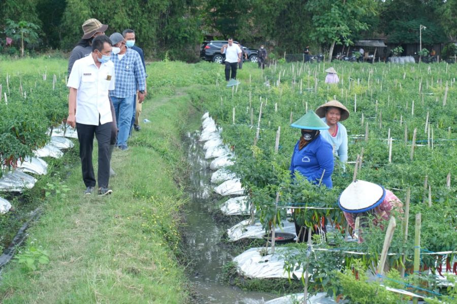 Wakil Bupati Bojonegoro Turun Sawah Tumbuhkan Semangat Pertanian di Tingkat Desa