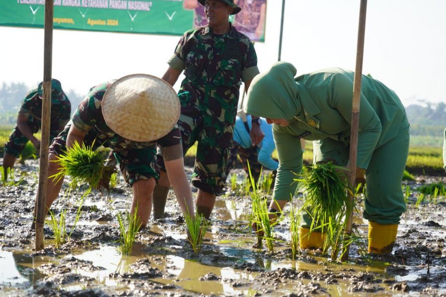 Wujudkan Ketahanan Pangan Yang Tangguh, Padi Protani Siap di Tanam di Lahan 2 Ha di Banyumas