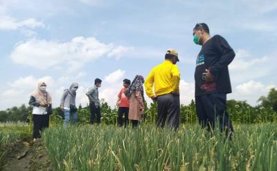 Petani Bojonegoro Semakin Berinovasi, Kembangkan Bibit Bawang Merah di Jamberejo